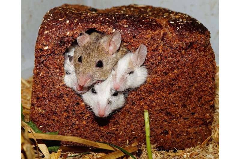 Imprinted genes in the 'parenting hub' of the brain determine if mice are good parents, new study finds