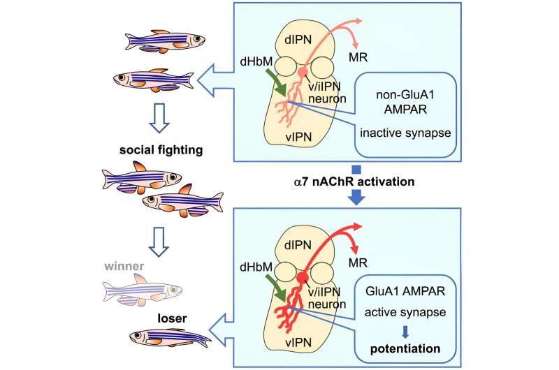 How molecules in the zebrafish brain indicate it's time to quit a fight