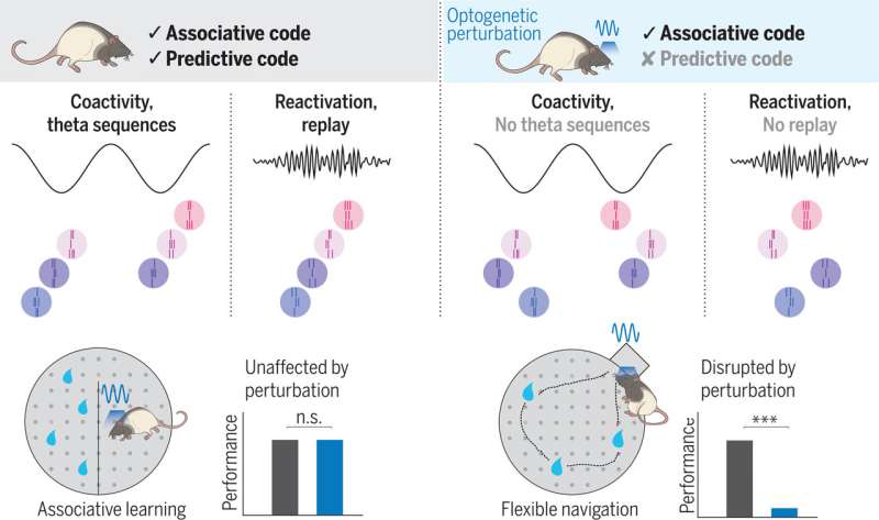 New study reveals role of hippocampus in two functions of memory