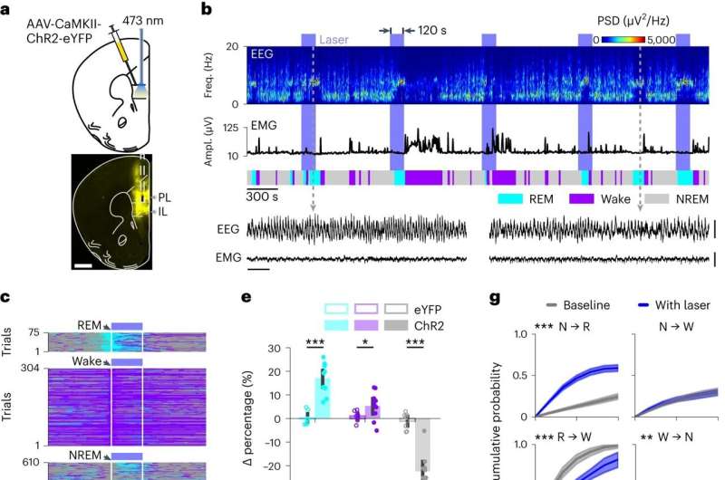 Study highlights the key role of the prefrontal cortex in regulating REM sleep