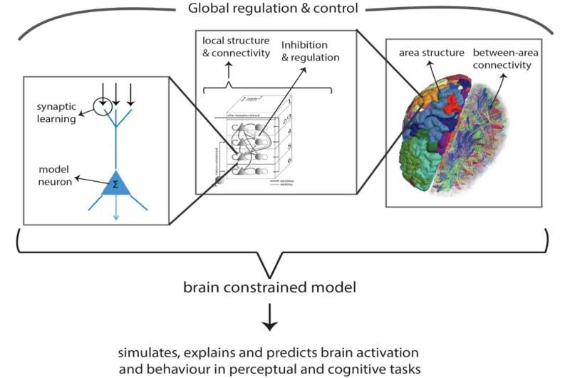 Exploring the brain basis of concepts by using a new type of neural network