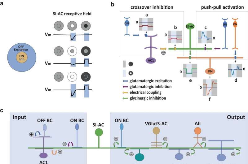 Study discovers new subset of retinal neurons impacting vision