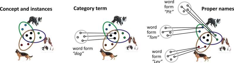 Exploring the brain basis of concepts by using a new type of neural network