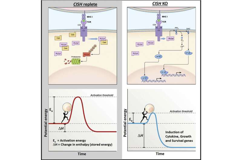 New checkpoint gene demonstrates ability to supercharge immune cells against cancer