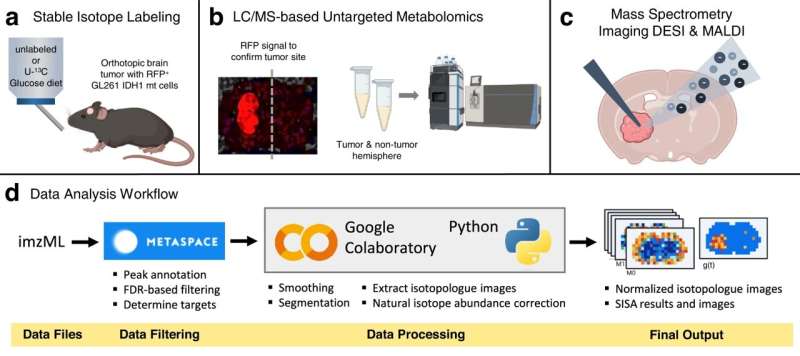 Cancer cells rev up synthesis, compared with neighbors