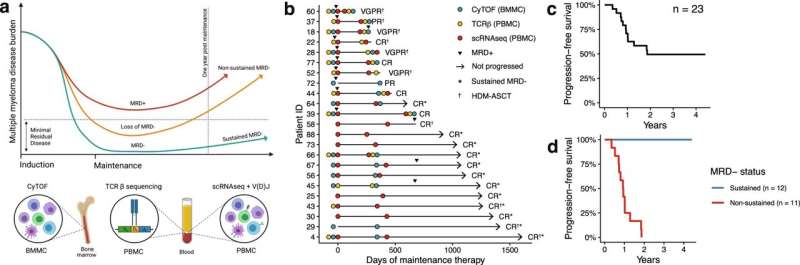 Immune system plays vital role in longer multiple myeloma remission