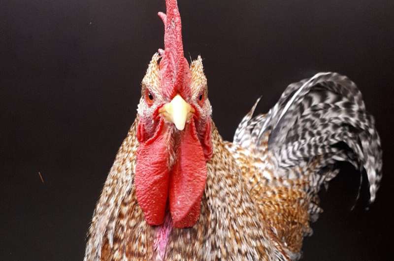 The ego-consciousness of roosters evaluated in mirror test