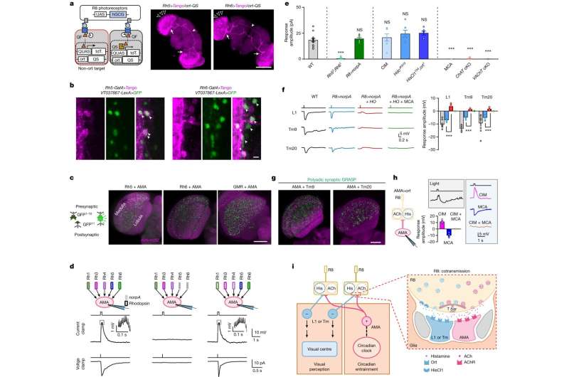 How a single synapse transmits both visual and subconscious information to the brain of fruit flies