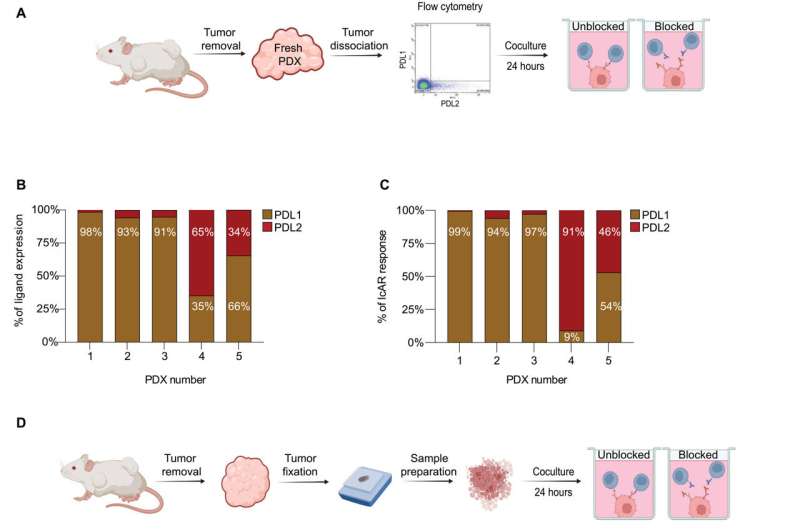 Revolutionary new bioassay predicts cancer patients' response to immunotherapy