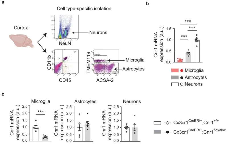 Study suggests marijuana use damages brain immune cells vital to adolescent development