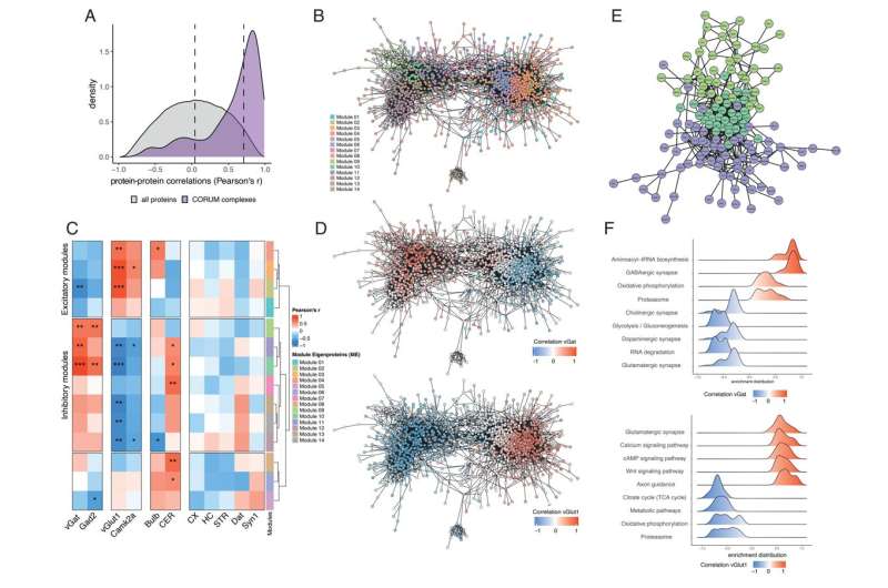 New study uncovers the underlying complexity of brain synapses