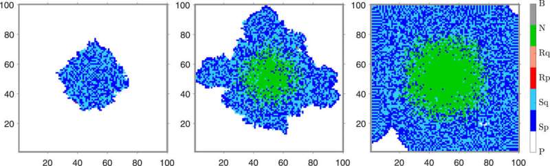 New mathematical model shows promising results for prostate cancer treatment