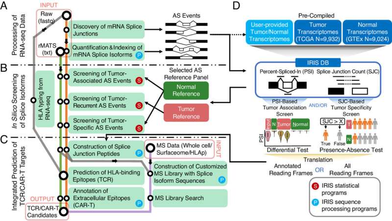 New computational tool identifies novel targets for cancer immunotherapy