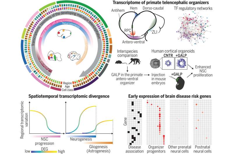 Researchers identify key genes in the development of the primate brain