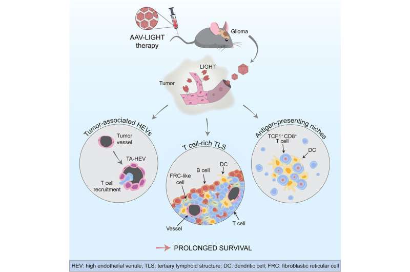 New therapy helps immune system eradicate brain tumours