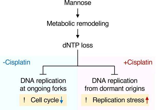 New study helps explain the anti-cancer properties of mannose sugar