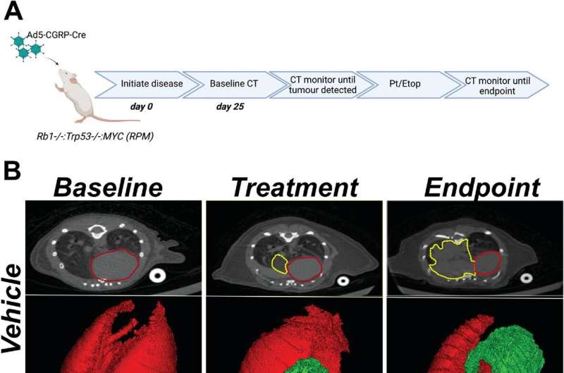 New treatment could increase lung cancer survival