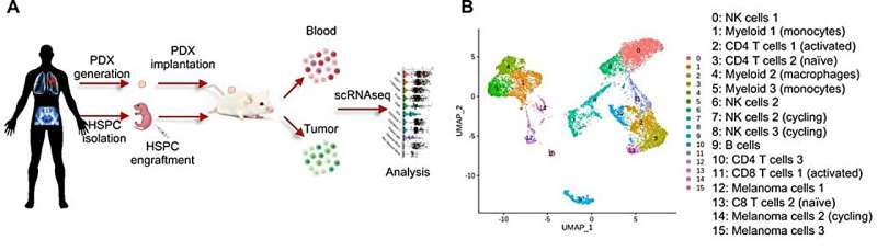 New method reveals insights into interplay between immune system and tumors