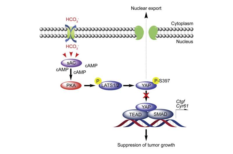 Novel technique reveals surprising way to suppress tumor cells