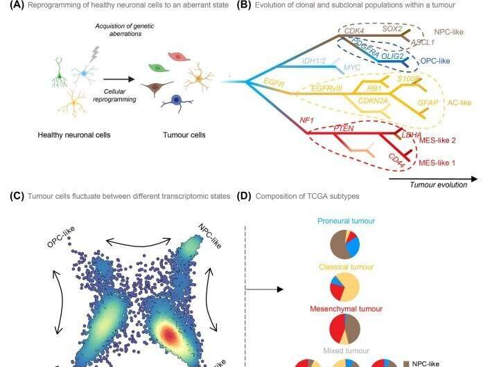 Hunting brain cancer cells