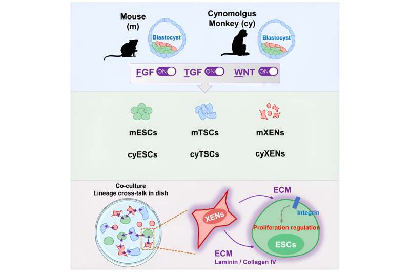 Discovery fuels insights into early developmental disorders