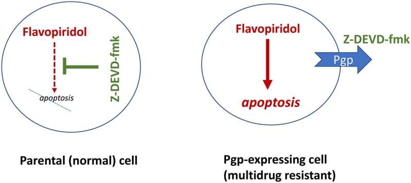 Selective protection of normal cells from chemotherapy, while killing drug-resistant cancer cells