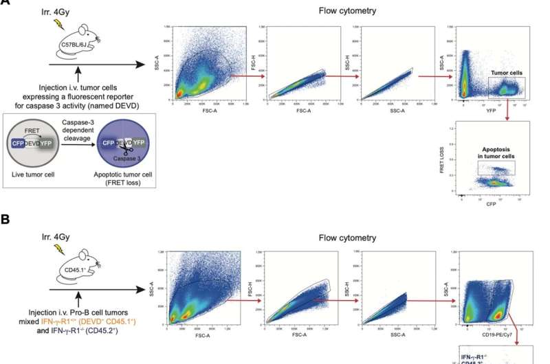 Immunotherapy for blood cancer: Remote destruction of tumor cells demonstrated