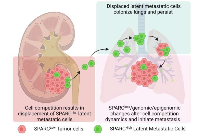 Cell competition may explain cancer relapses, research suggests