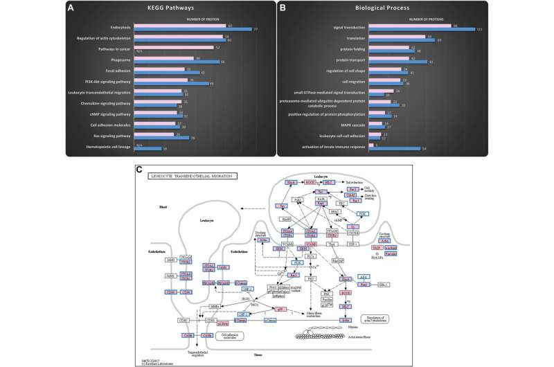 Leukemia spread fueled by messenger particles