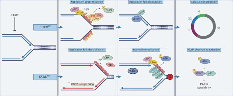 Existing cancer drugs have potential to benefit thousands more patients, research shows