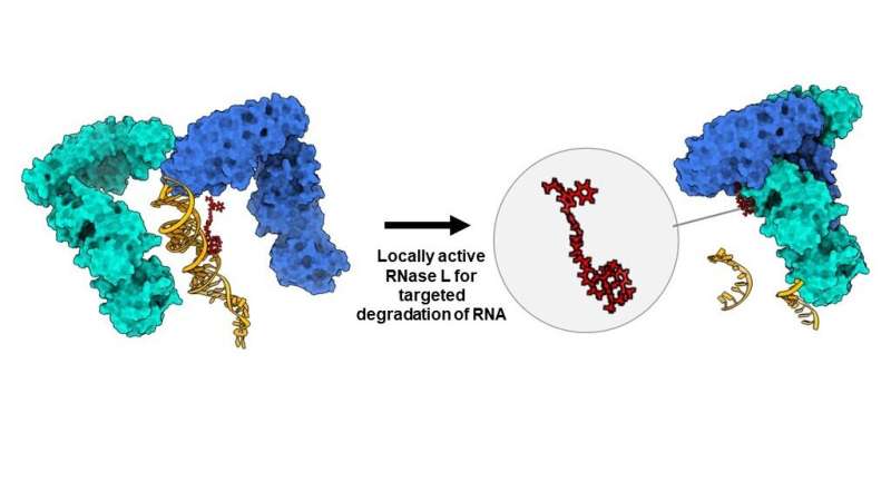 Climbing a new path allows chemists to ascend cancer's steepest research challenge, a gene called MYC