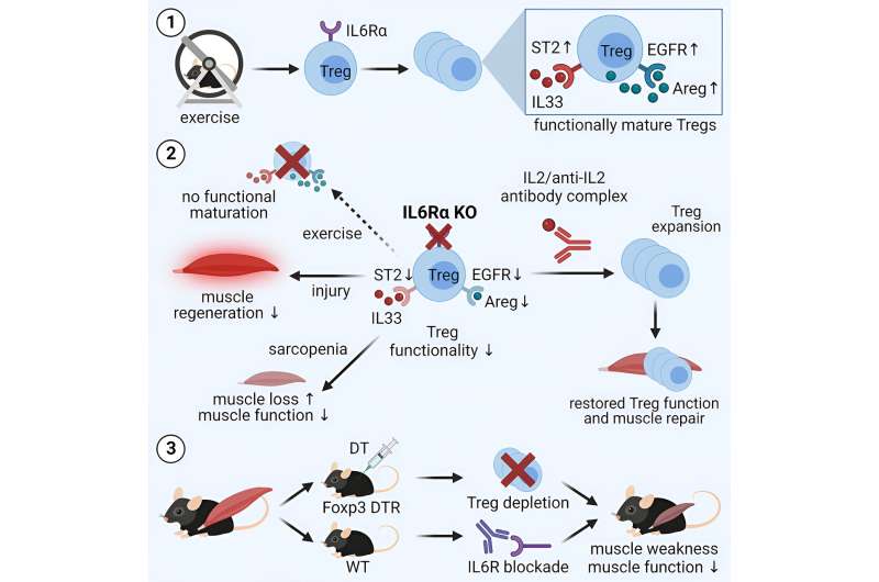 Exercise and muscle regulation: Implications for diabetes and obesity