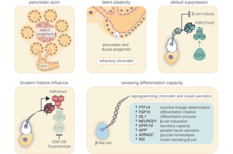 Closing in on the ultimate quest to regenerate insulin in pancreatic stem cells