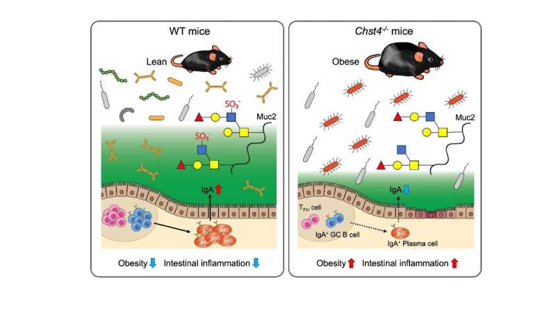 New study links intestinal glycan modifications to obesity and inflammation