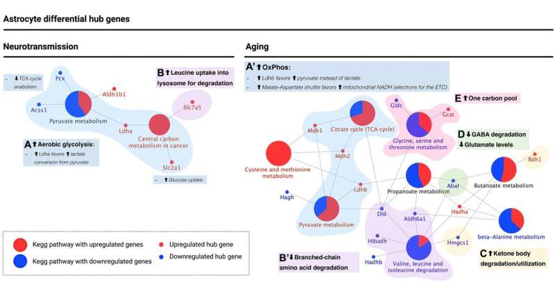 Integrative analysis reveals metabolic switch in aging astrocytes