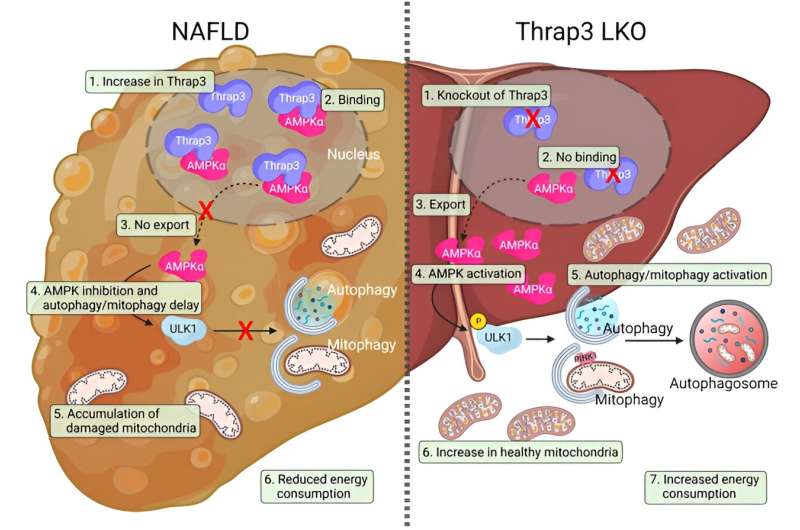 New study uncovers potential treatment for non-alcoholic fatty liver disease