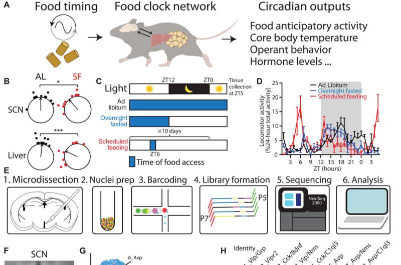 Q&A: Research reveals how the brain sets your body's dinner clock