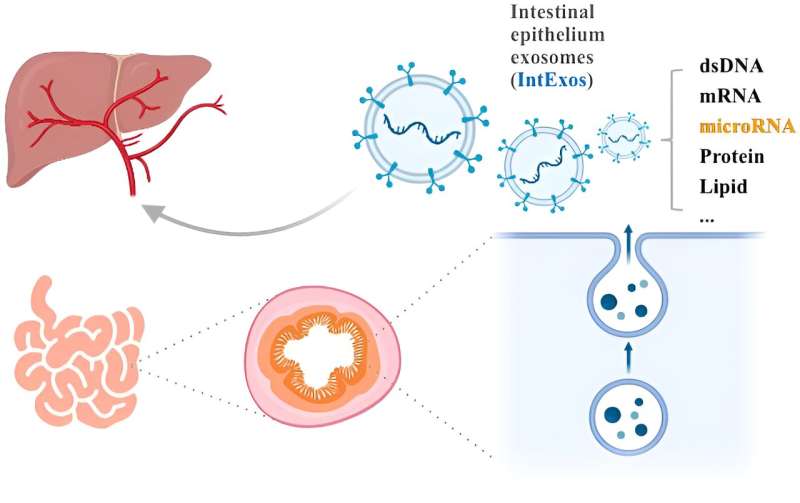 Gut-derived exosomes as a novel mediator of hepatic lipid metabolism