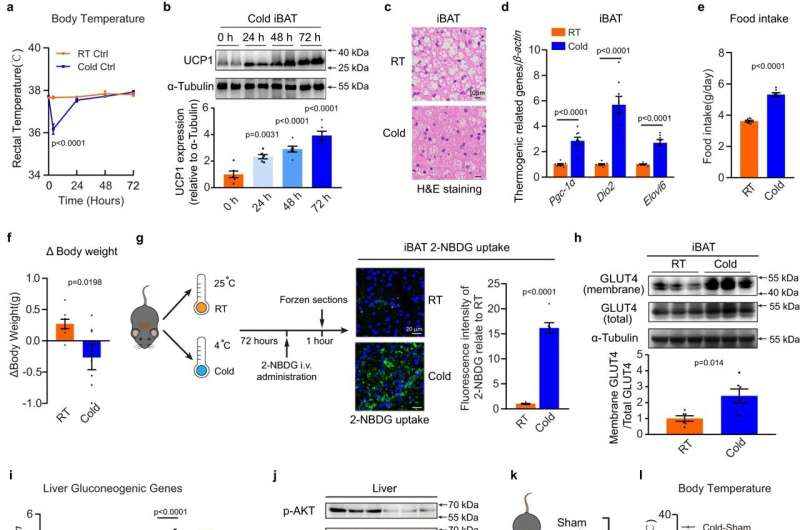 Cold-activated brown fat asks for more sugar via signaling RNAkines