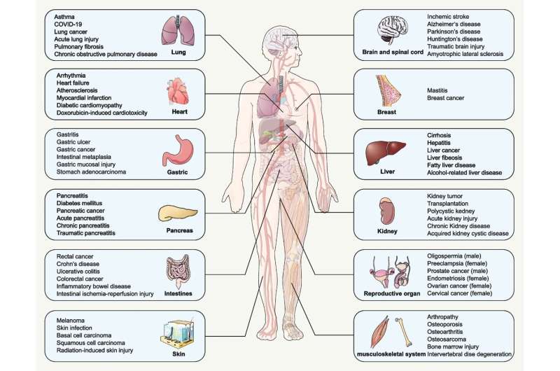 The mechanism of ferroptosis and its related diseases