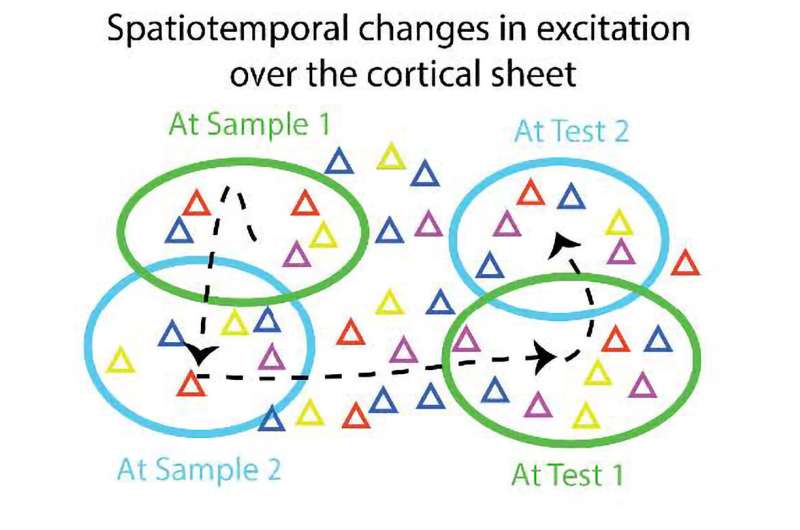 'Spatial Computing' enables flexible working memory