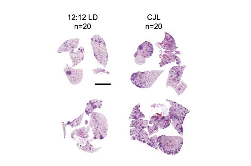 The surprising link between circadian disruption and cancer may have to do with temperature