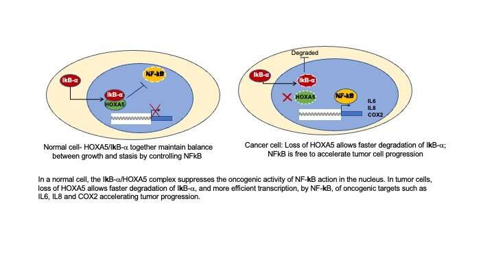 Clues found regarding tumor suppressor gene's breast cancer activity