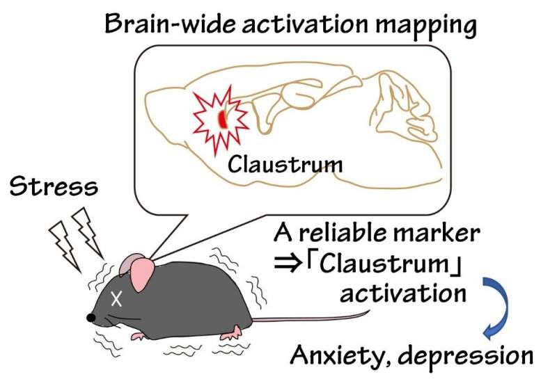 'Switching off' specific brain cells protects against stress