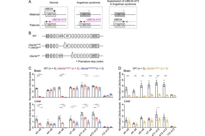 The therapeutic window for Angelman syndrome patients may be broader than previously reported