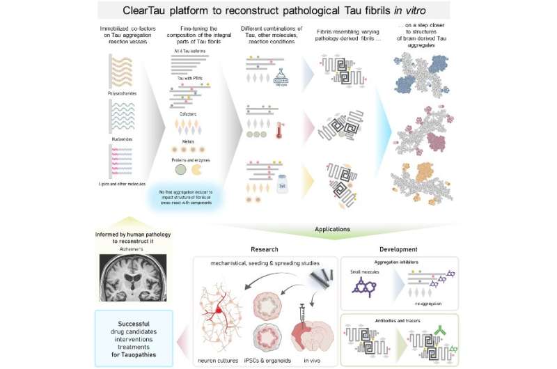 ClearTau: A new tool for studying neurodegenerative diseases