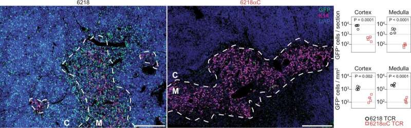 Natural mechanism causes 50-fold increase in T-cell activation sensitivity