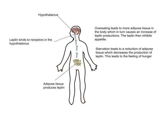 Rare leptin variants found in two children, leading to hyperphagia and obesity