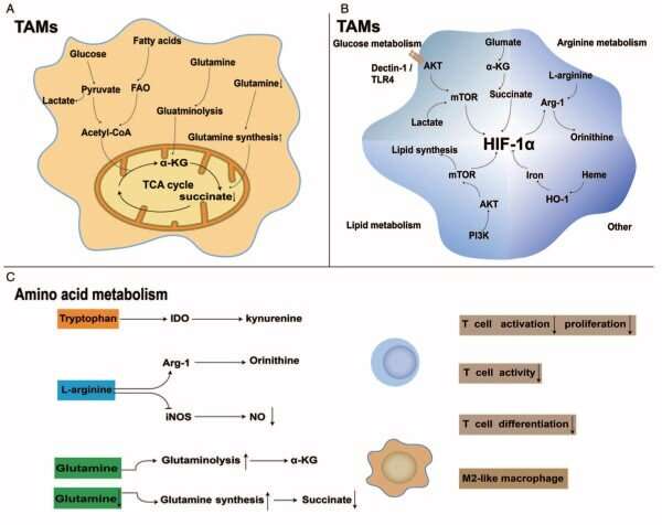 New Chinese Medical Journal article discusses metabolic reprogramming of tumor-associated macrophages