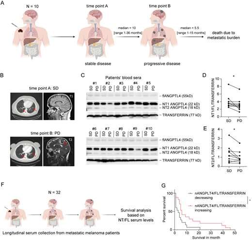 How tumors suppress the development of metastases